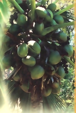 Il seme più grande del mondo: un mistero che affascina da secoli